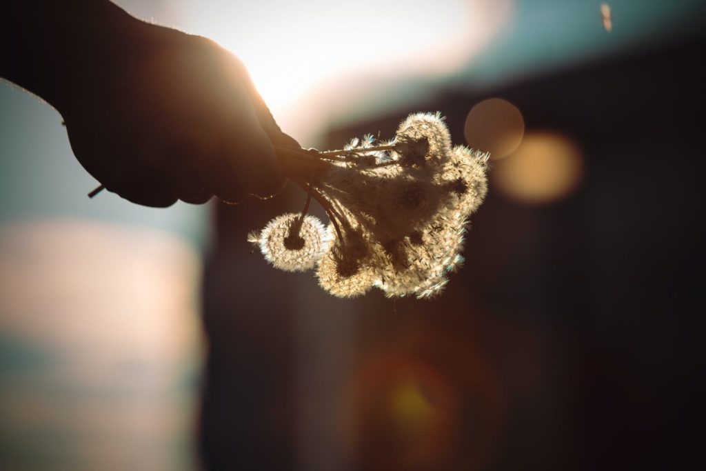 hand-holds-dandelions-sun-streams-through