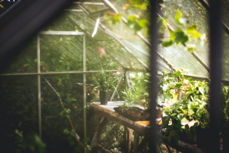 greenhouse with sunlight streaming thru windows and plant growth both in and out