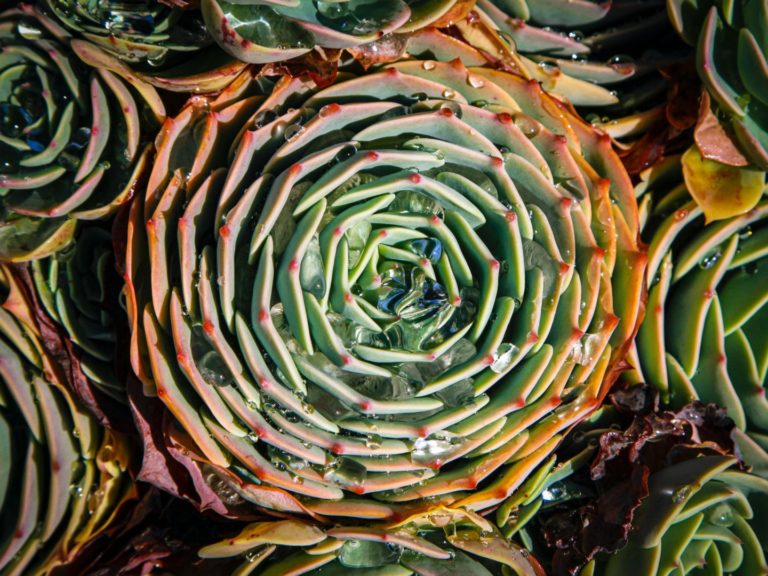 Photo by Mick Haupt on Unsplash of a succulent pant circle pattern